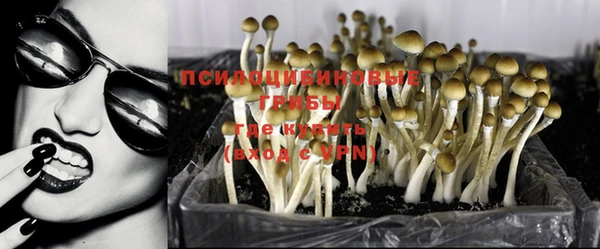прущие грибы Армянск